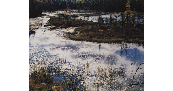 A color photograph of a pond covered in patches of ice with clumps of grass growing through shallow spots, and small trees in the background.