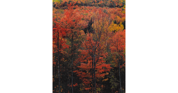 A color photograph of trees with bright yellow and orange foliage.