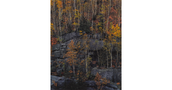 A color photograph of trees with yellow, red, orange, and green foliage growing on cliff ledges.