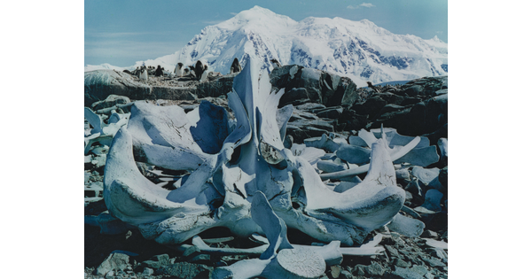 A color photograph of white whale bones on rocks and a large snowy mountain in the background.
