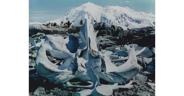 A color photograph of white whale bones on rocks and a large snowy mountain in the background.
