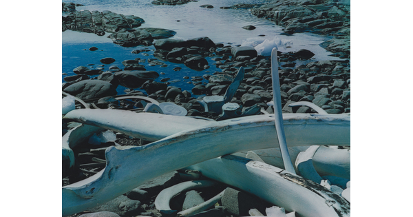 A color photograph of white whale bones on a rocky and icy shore.