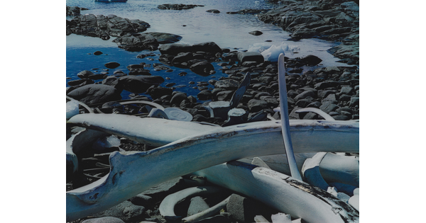 A color photograph of white whale bones on a rocky and icy shore.