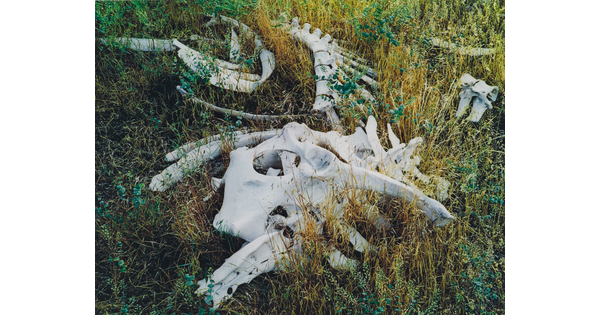 A color photograph of various cow bones laying in tall grass.