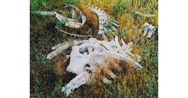 A color photograph of various cow bones laying in tall grass.