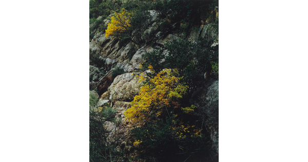 A color photograph of trees with yellow and green foliage on a rocky cliff face.