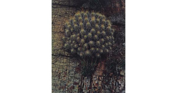 A color photograph of a round, spiny cactus on a textured wood background.