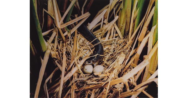 A color photograph of a black snake eating eggs out of a grassy nest.