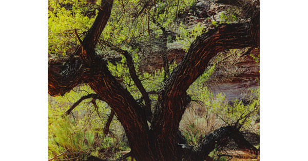 A color photograph of a large tree with a trunk split like the letter "V" and lush green foliage in the background.