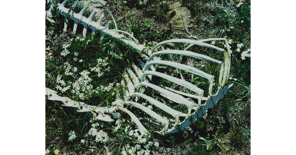 A color photograph of a sheep skeleton laying in grass amongst white flowers.