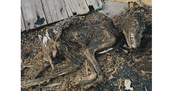 A color photograph of a mummified dog still wearing its collar.