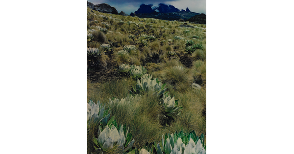 A color photograph of a hillside of rounded, artichoke-like plants intermixed with grasses, mountains in the distance.
