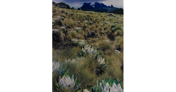 A color photograph of a hillside of rounded, artichoke-like plants intermixed with grasses, mountains in the distance.