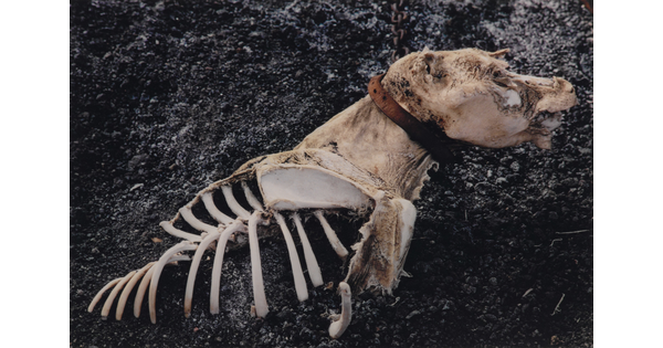 A color photograph of a dead dog with partially exposed bones and a collar still around its neck.