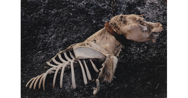 A color photograph of a dead dog with partially exposed bones and a collar still around its neck.