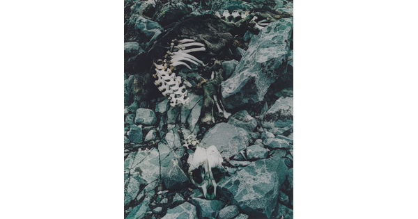 A color photograph of a seal skeleton on black rocks.