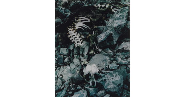 A color photograph of a seal skeleton on black rocks.