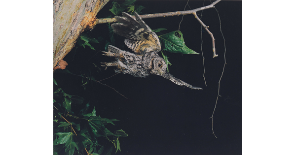 A color photograph of a gray and black feathered owl that just took flight from a tree branch.