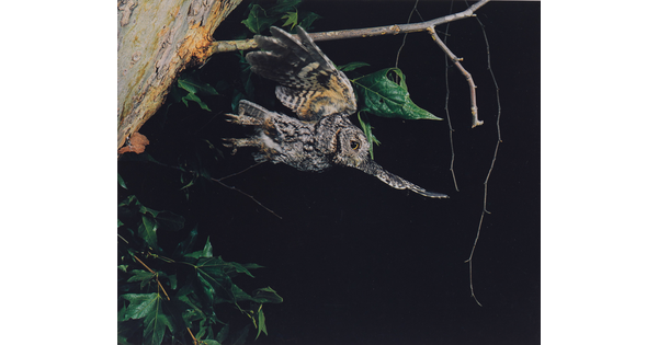 A color photograph of a gray and black feathered owl that just took flight from a tree branch.