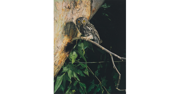 A color photograph of a gray and black feathered owl with big, golden eyes perched on a tree branch.