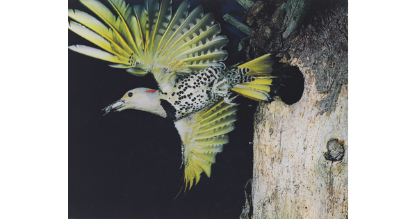A color photograph of a bird with yellow out-stretched wings and a black and white speckled breast flying away from a hole in the trunk of a tree.