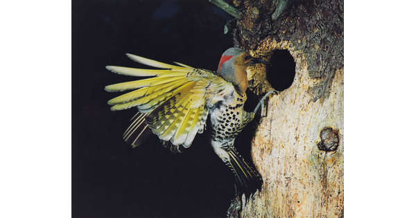 A color photograph of a bird with yellow out-stretched wings and a black and white speckled breast that has just landed at the edge of a hole in the trunk of a tree.