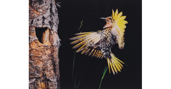 A color photograph of a bird with yellow out-stretched wings and a black and white speckled breast flying up to a hole in the trunk of a tree.