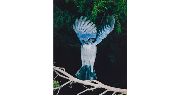 A color photograph of a blue and white bird, wings up and behind it, either landing on or taking off from a tree branch.