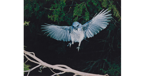 A color photograph of a blue and white bird, wings up and behind it, landing on a tree branch.