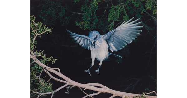 A color photograph of a blue and white bird, wings up and behind it, landing on a tree branch.