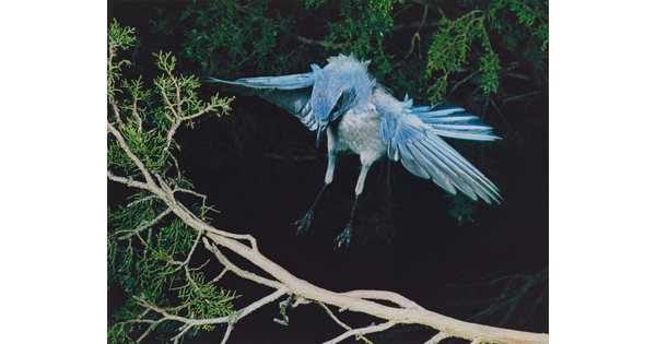 A color photograph of a blue and white bird, wings up and behind it, landing on a tree branch.
