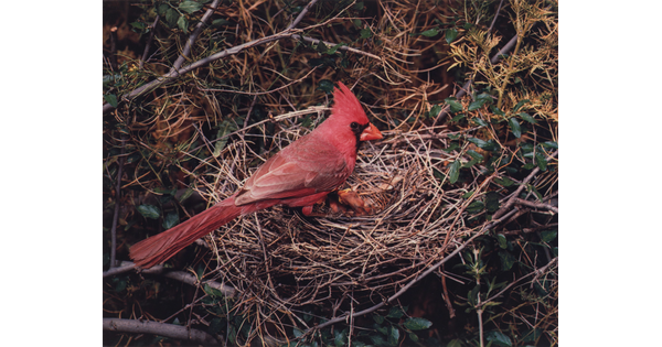 A color photograph of a bright red cardinal sitting on the edge of a nest containing a baby bird.
