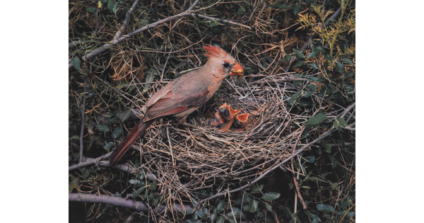 A color photograph of a grayish-red cardinal sitting on the edge of a nest containing three baby birds.