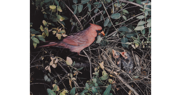 A color photograph of a grayish-red cardinal sitting on the edge of a nest containing two baby birds.