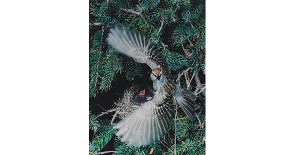 A color photograph of a gray, black, and brown bird with its wings spread around a nest containing two baby birds.