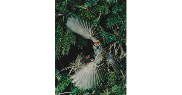 A color photograph of a gray, black, and brown bird with its wings spread around a nest containing two baby birds.