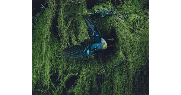 A color photograph of a blue, black, and yellow bird flying away from thick vegetation in the background.