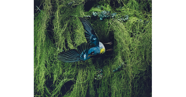 A color photograph of a blue, black, and yellow bird flying away from thick vegetation in the background.