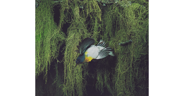 A color photograph of a blue, black, and yellow bird flying away from thick vegetation in the background.