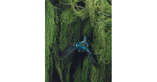 A color photograph of a blue, black, and yellow bird flying away from thick vegetation in the background.