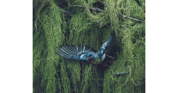 A color photograph of a blue, black, and yellow bird flying away from thick vegetation in the background.