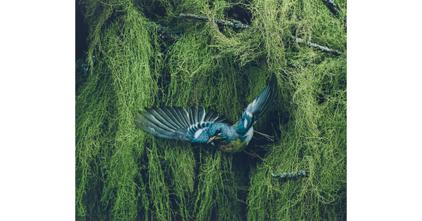 A color photograph of a blue, black, and yellow bird flying away from thick vegetation in the background.