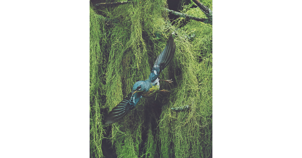 A color photograph of a blue, black, and yellow bird flying away from thick vegetation in the background.