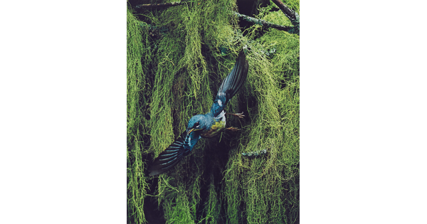 A color photograph of a blue, black, and yellow bird flying away from thick vegetation in the background.