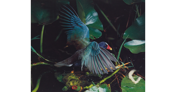A color photograph of a iridescent blue bird with an orange and yellow beak, wings outstretched, in green foliage.