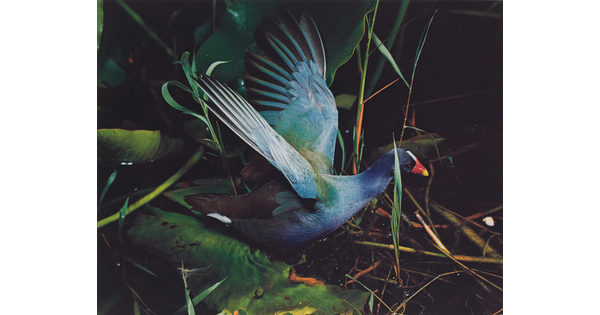 A color photograph of a iridescent blue bird with an orange and yellow beak, wings outstretched, in green foliage.