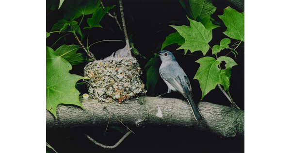 A color photograph of a bird perched next to a nest resting on a tree branch as three chicks reach up, mouths open, for food.