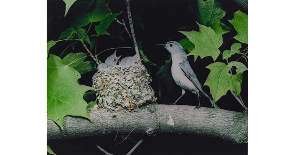 A color photograph of a bird perched next to a nest resting on a tree branch as three chicks reach up, mouths open, for food.