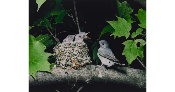 A color photograph of a bird perched next to a nest resting on a tree branch as three chicks reach up, mouths open, for food.