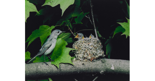 A color photograph of a bird perched next to a nest resting on a tree branch as three chicks reach up, mouths open, for food.